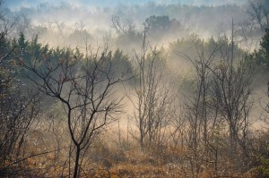misty morning